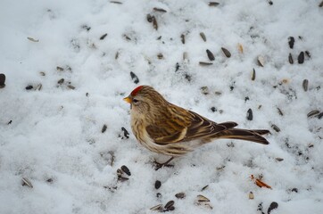 tiny red head sparrow feeding on bird seeds in the snow