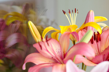 Bouquet of yellow and pink lilies close-up in daylight