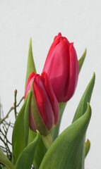 Naklejka premium beautiful fresh tulip buds isolated on white 