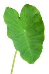 Obraz premium Green leaf on white background