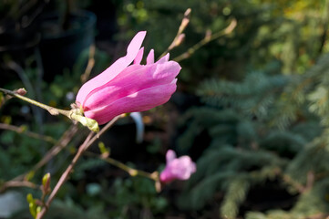 Star Magnolia (Magnolia stellata) in park