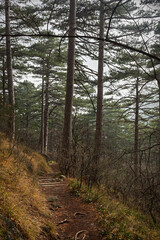 A path in a pine forest. A cloudy autumn day in the forest. An empty path without people. Vertical composition, slender trunks, fallen brown needles. Natural background, concept of hiking, ecotourism