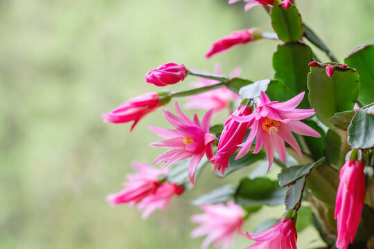 Easter cactus blooming flowers