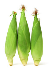 Corn on white background 