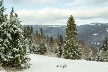 Forest in a winter day, spruce trees growing on the hills in Polish Gorce mountains