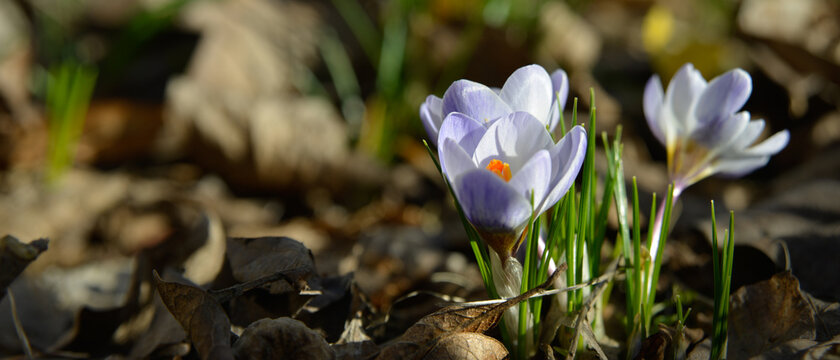 Groupe de fleurs de crocus violet isol&eacute; dans un parterre de jardin