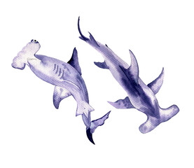 Watercolor fish hummer isolated on white background