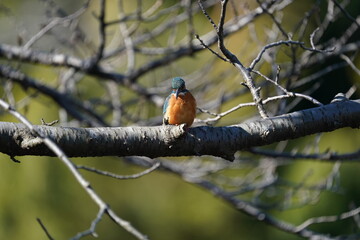 common kingfisher on the branch