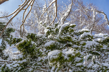 winter forest after a blizzard.Tree branches are snow covered and look very beautiful.