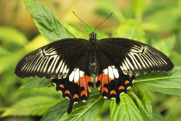 Butterfly of brown white and red tones with open wings