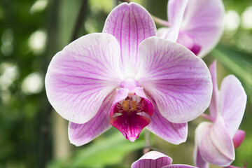 Naklejka na ściany i meble White and pale pink orchid