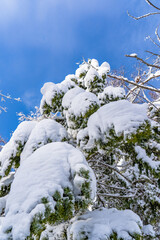 winter forest after a blizzard.Tree branches are snow covered and look very beautiful.Spruce covered with snow.
