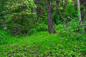 Fototapeta na wymiar Forest with bright green foliage during daylight