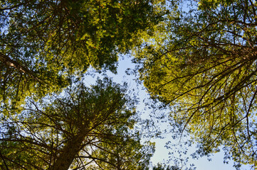 Obraz premium Low angle shot of tall trees with green foliage under the daylight sky