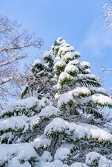 winter forest after a blizzard.Tree branches are snow covered and look very beautiful.