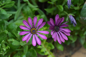 orchid color flower with blru green leaves background