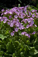 Obraz premium Japanese Primrose (Primula patens) in garden, Moscow region, Russia
