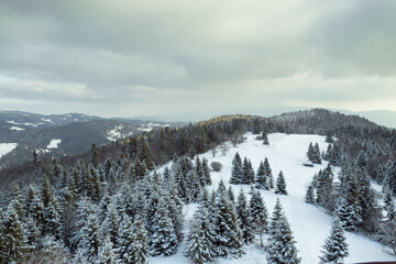 Forest in a winter day, spruce trees growing on the hills in Polish Gorce mountains
