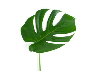 Beautiful monstera leaf isolated on a white background. The concept of minimalism. Copy space.