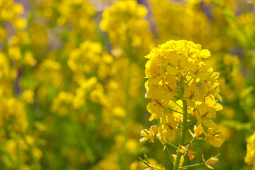 菜の花 黄色 鮮やか 綺麗 美しい かわいい 夕焼け 春 花畑 春 花 植物 アブラナ 