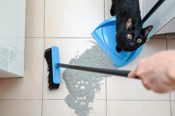 Pet mistress sweep cat litter by broom, naughty cat scattered the litter of filler for cat tray. - obrazy, fototapety, plakaty