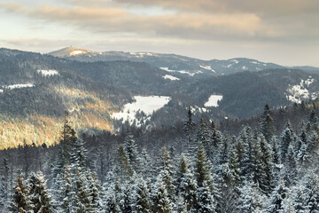 Forest in a winter day, spruce trees growing on the hills in Polish Gorce mountains