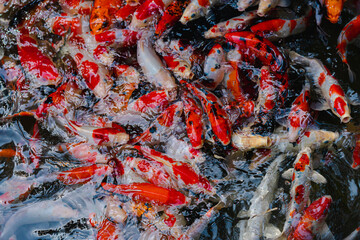 A bird's-eye view of many Koi fish in clear pond. They swim so close to the surface of the water, showing the colorful bodies. Feeling hungry and crowded. The idea for aquatic animal's background.