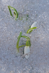 Snowdrop (Galanthus nivalis) in garden, Central Russia