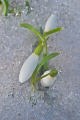 Snowdrop (Galanthus nivalis) in garden, Central Russia