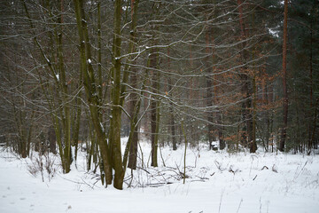 zimowe drzewa  © Marcin Łazarczyk