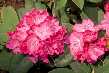 Rhododendron Grandiflorum 'Germania' (Rhododendron catawbiense) in garden