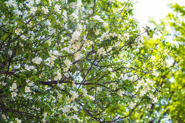 Blossoming apple tree on a sunny spring day. Front view.