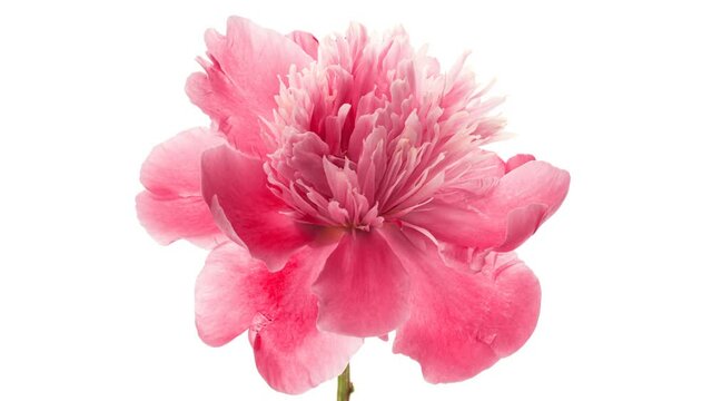 Timelapse of pink peony flower blooming on white background. Blooming peony flower open, close-up. Wedding backdrop, Valentine's Day concept. Mother's day, Holiday, Love, birthday background