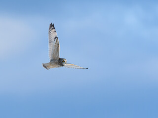 Short-eared Owl in Flight against Blue Sky