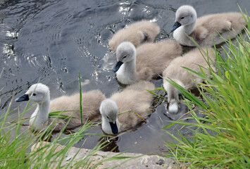 Close up of a family of cygnets Devon England
