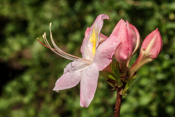 Fototapeta premium Rhododendron 'Satomi' (Rhododendron x mollis) in garden, Moscow region, Russia
