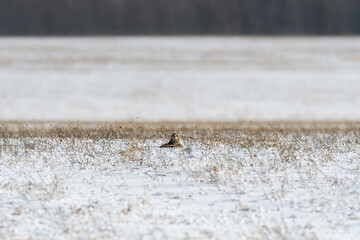 Short-eared Owl Sitting on Farmers Snow Field in Winter