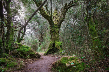 Moss covered trees and rocks in the enchanted forest of Beselgas, Portugal. 