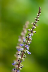 beautiful flowers in front of my house. wanayasa banjarnegara INDONESIA