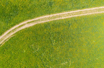 Look down on a meadow with blooming dandelions in the Taunus / Germany 