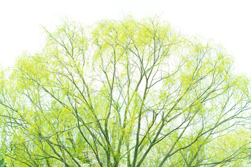 싱그러운 초록빛 나무