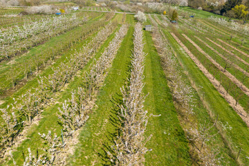 View from above of an orchard with flowering cherry trees in Frauenstein near Wiesbaden / Germany 