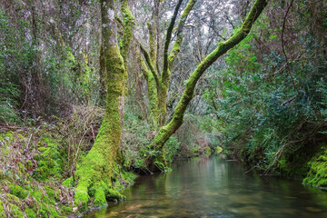 River in the forest of Beselga, Portugal. Forest with moss covered rocks and trees with river stream