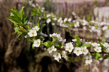 Plum (Prunus domestica) in orchard