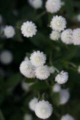 Beautiful white flowers seen from close up, with yellow dots on their curly petals.