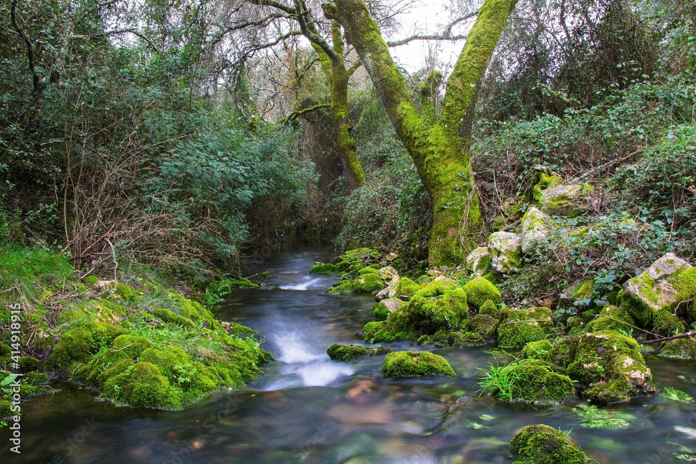 Wall mural river in the forest of beselga, portugal. forest with moss covered rocks and trees with river stream