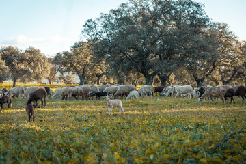 field photography with goats