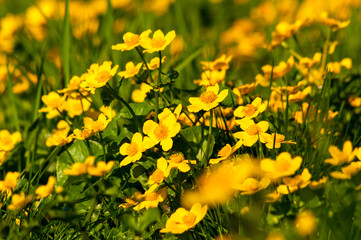 Kwitnące kaczeńce (Knieć Błotna) Caltha palustris