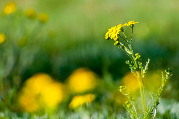 Żółte kwiaty polne © LukaszB