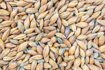 Full frame of barley grain brown malt ingredient in cooking and beverage production. Process of making craft beer from malt. Concept of alcoholic beverage homemade